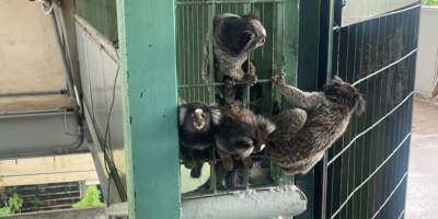 sagui