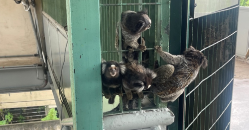sagui