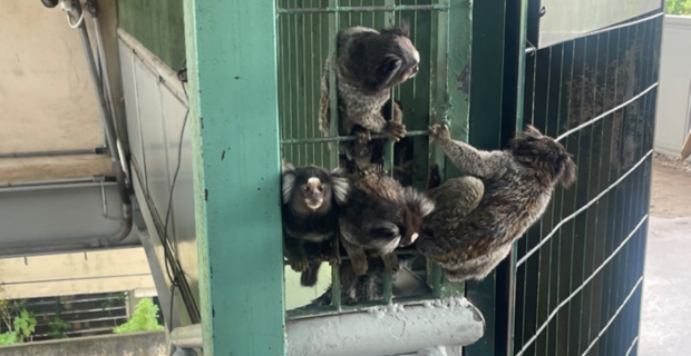 sagui