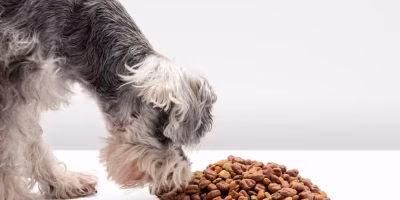 Câmara avança em projeto que reconhece ração para pets como item essencial e reduz ICMS