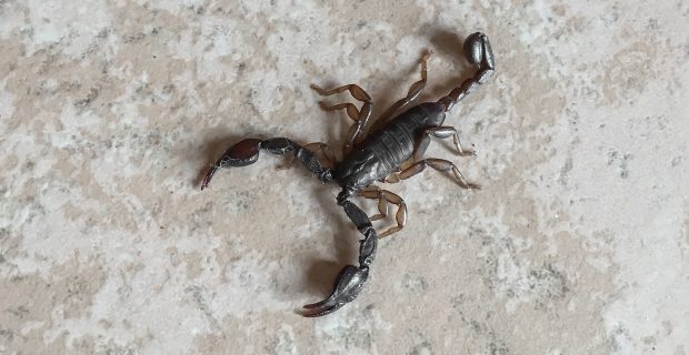 Scorpion