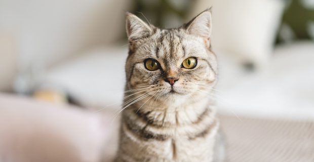 Scottish Straight Cute Cat Portrait. Happy Pet