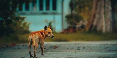 Selective of a stray dog on the street