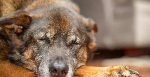 Senior Large Mixed Shepherd Breed Dog