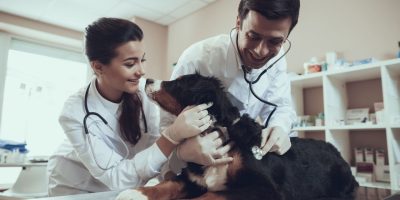 Novo piso salarial para médicos-veterinários avança no Senado após mobilização popular