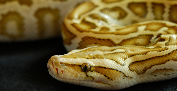 ecdise - troca de pele em serpentes
