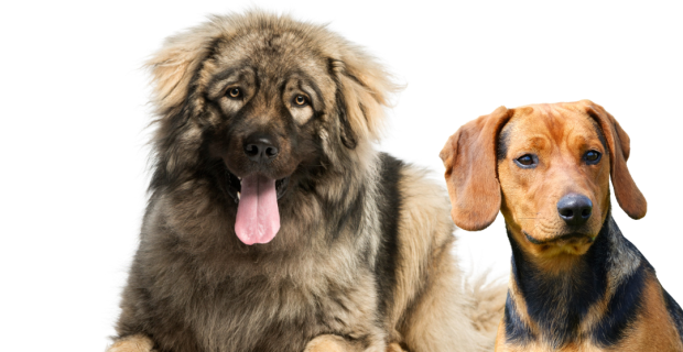 cães Sérvia