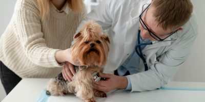 Setembro Vermelho acende alerta para a saúde cardiovascular dos pets