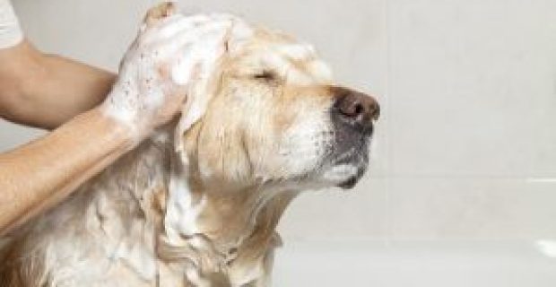 shampoo-para-cachorros-300x197