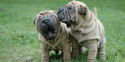 sharpei