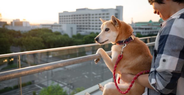 shiba-inu-cachorro-dando-um-passeio