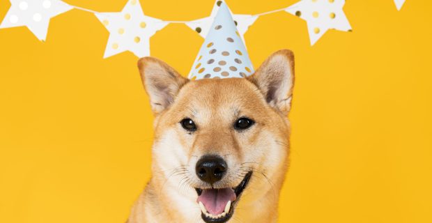 Shiba Inu dog on yellow background, Dog Birthday