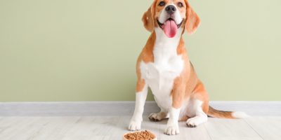 CACHORRO E ALIMENTAÇÃO