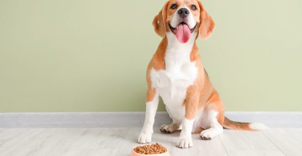 CACHORRO E ALIMENTAÇÃO