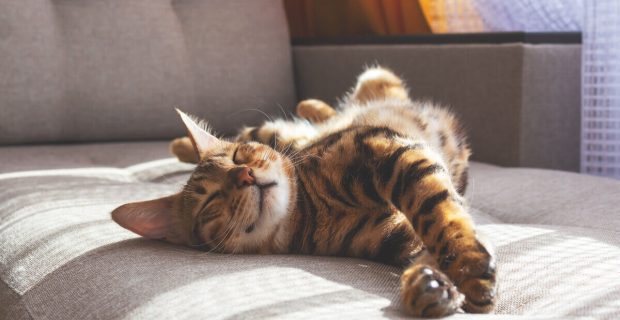 gato fofo