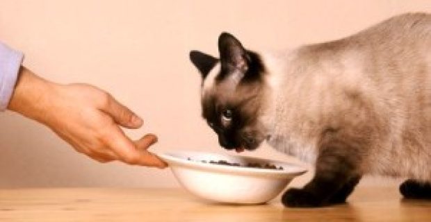 siamese-cat-eat-300x198