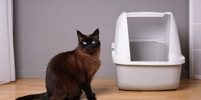 siamese cat sitting next to closed kitty litter box at home