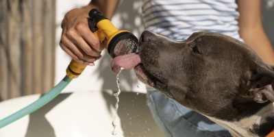 Giardíase em cães: parasitose intestinal exige atenção ao diagnóstico