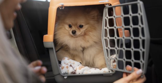 viagem de pets