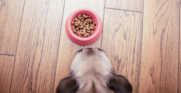Simpósio de Nutrição Clínica de Cães e Gatos