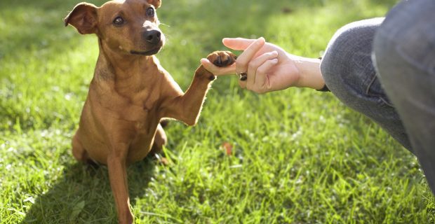 Dog touching person?s hand with its paw