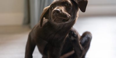 Alergia de contato em pets: entenda como deve ser o manejo clínico e o diagnóstico