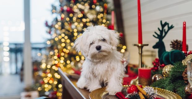 cachorro ceia natal