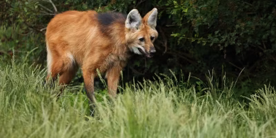 Sarna em lobo-guará: uma ameaça emergente