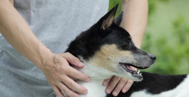 cão sem raça definida