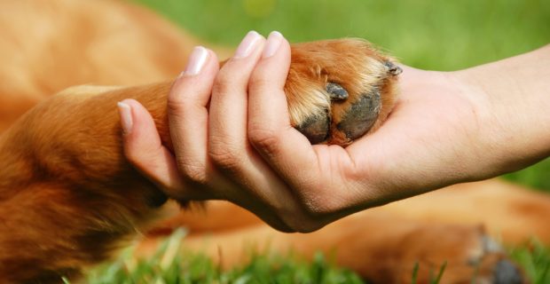 stockfresh_712587_dog-paw-and-hand-shaking_sizem-1566224536