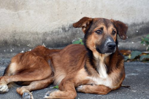 Crise externa impacta o preço das rações e abandono vai aumentar!