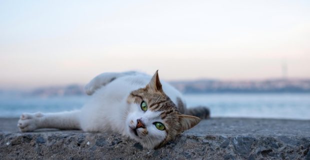 gato Catar
