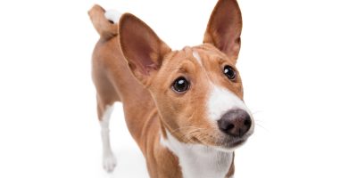 basenji