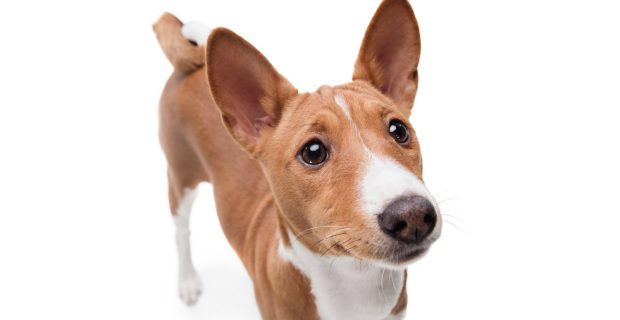 basenji