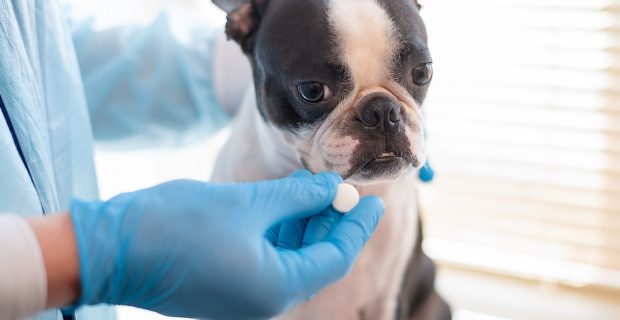 suplementos mastigáveis para pets