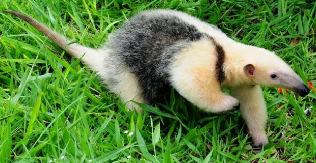 tamandua