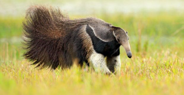 tamandua