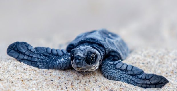 tartaruga