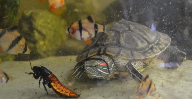 tartaruga
