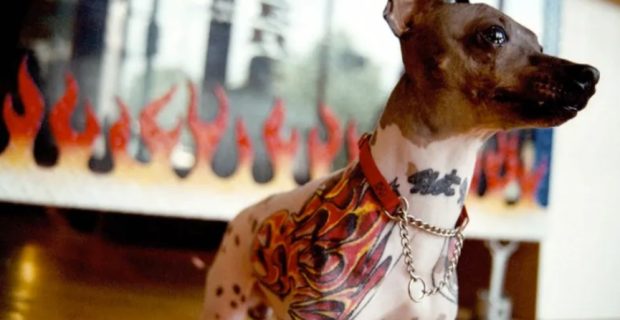 tatuagem animal
