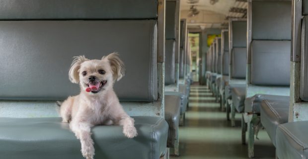 cão onibus