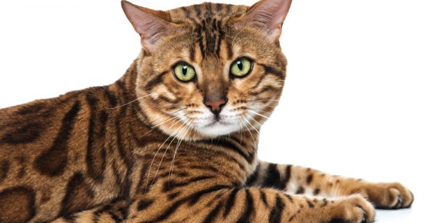 bengal