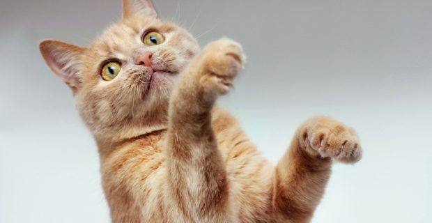 gato