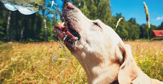 Thirsty dog in summer day