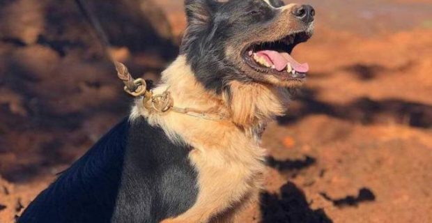 thor-bombeiros-mg-1572440039