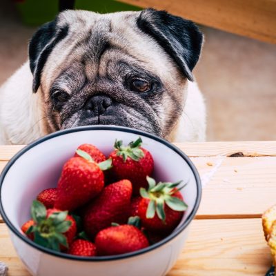 Thoughtful pretty pug dog avoids looking at strawberries. Sitting at the wooden table like a people.