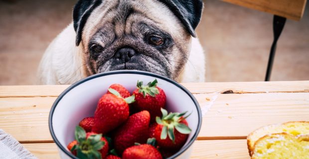 Thoughtful pretty pug dog avoids looking at strawberries. Sitting at the wooden table like a people.