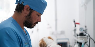 Especialização veterinária: como escolher a área certa e se destacar na profissão
