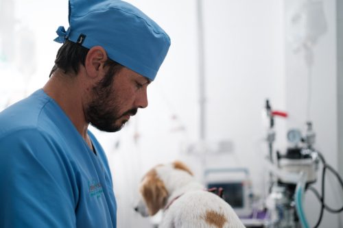 Especialização veterinária: como escolher a área certa e se destacar na profissão