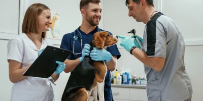 Estratégias práticas para organizar processos ajudam a fortalecer a equipe